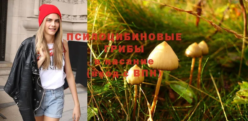 Псилоцибиновые грибы Psilocybe  маркетплейс официальный сайт  Красновишерск 